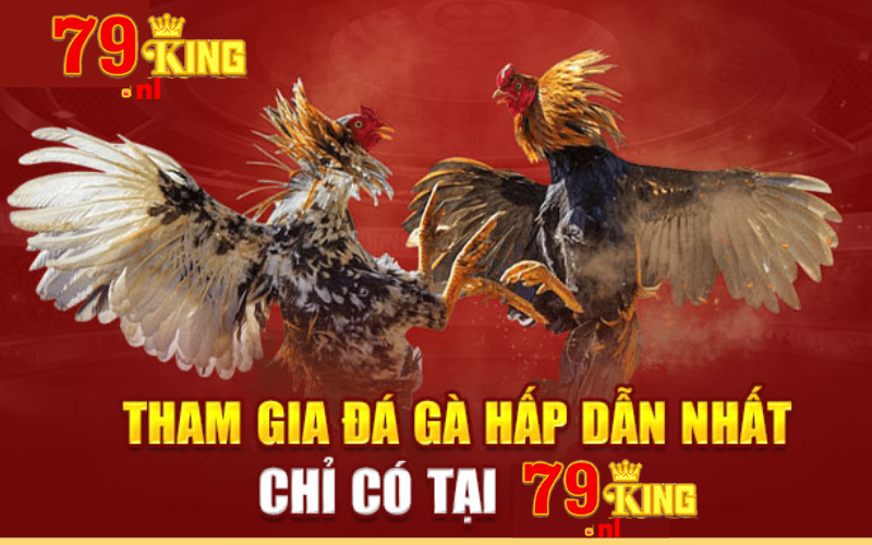 Tham gia chơi tỷ lệ kèo đá gà hấp dẫn chỉ có tại 79king