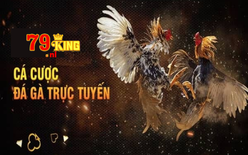 Tỷ lệ kèo đá gà 79king trực tuyến - Sân chơi hàng đầu Việt Nam