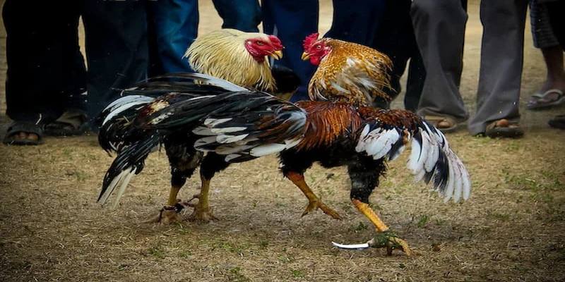 Vảy khai hậu tốt hay xấu và góc nhìn từ giới chuyên môn