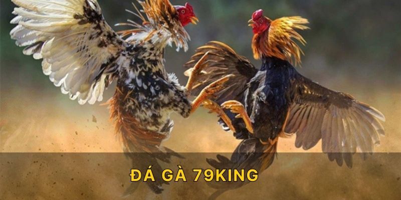 Lý do chọn sảnh đá gà 79KING thay vì nền tảng khác