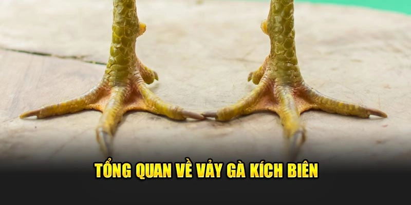 Vảy Kích Biên – Tướng Kê Đá Nhanh, Hạ Gục Đối Thủ